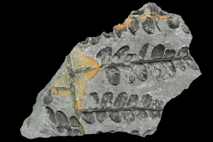 Pennsylvanian Fossil Fern (Neuropteris) - Alabama #112770